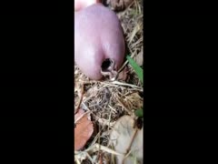 Crazy guy shows off a extreme pecker insertion where this chab has an object pushed inside his knob